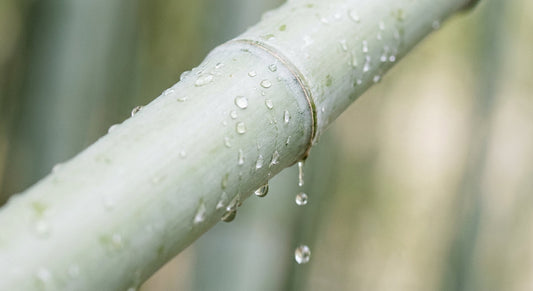 Dew droplets rolling off a smooth bamboo stalk in soft natural light, illustrating bamboo's superior moisture-wicking properties.