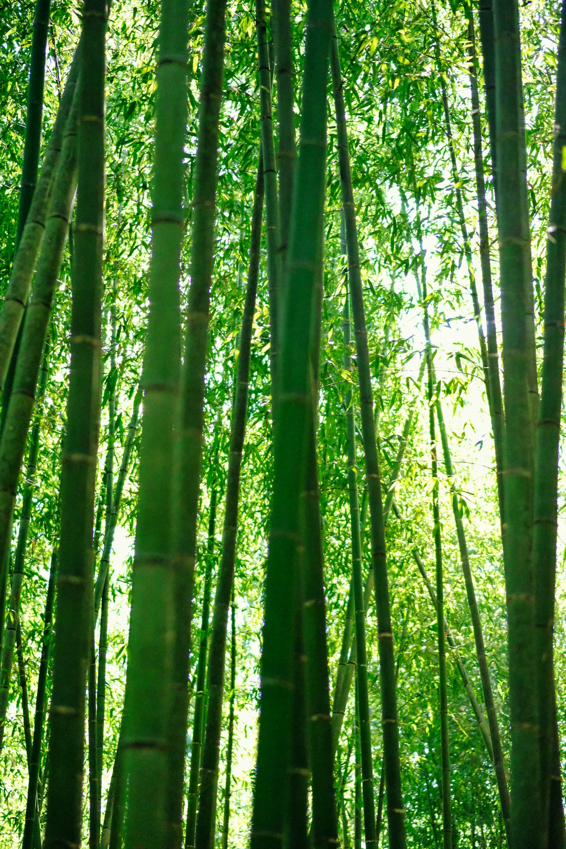 a group of tall bamboo trees in a forest