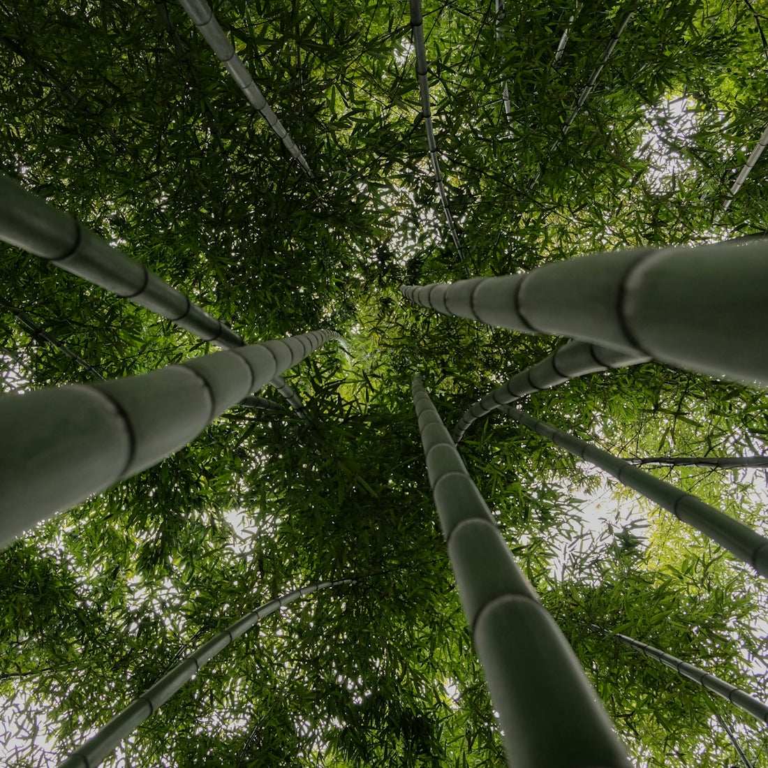 looking up at a bamboo tree in a forest