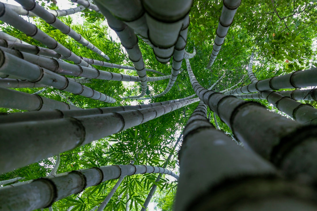 a view looking up at a bamboo tree