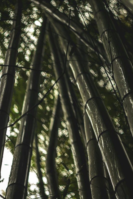 a bunch of trees that are next to each other