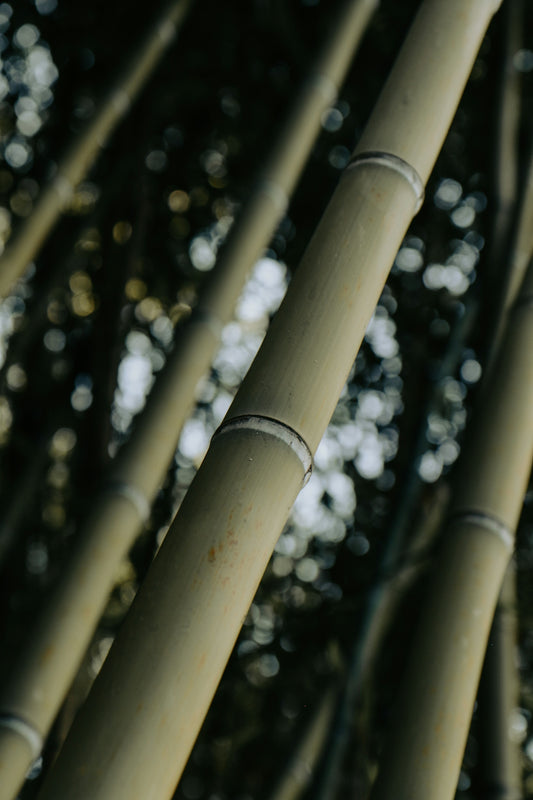 A close up of a bunch of bamboo poles