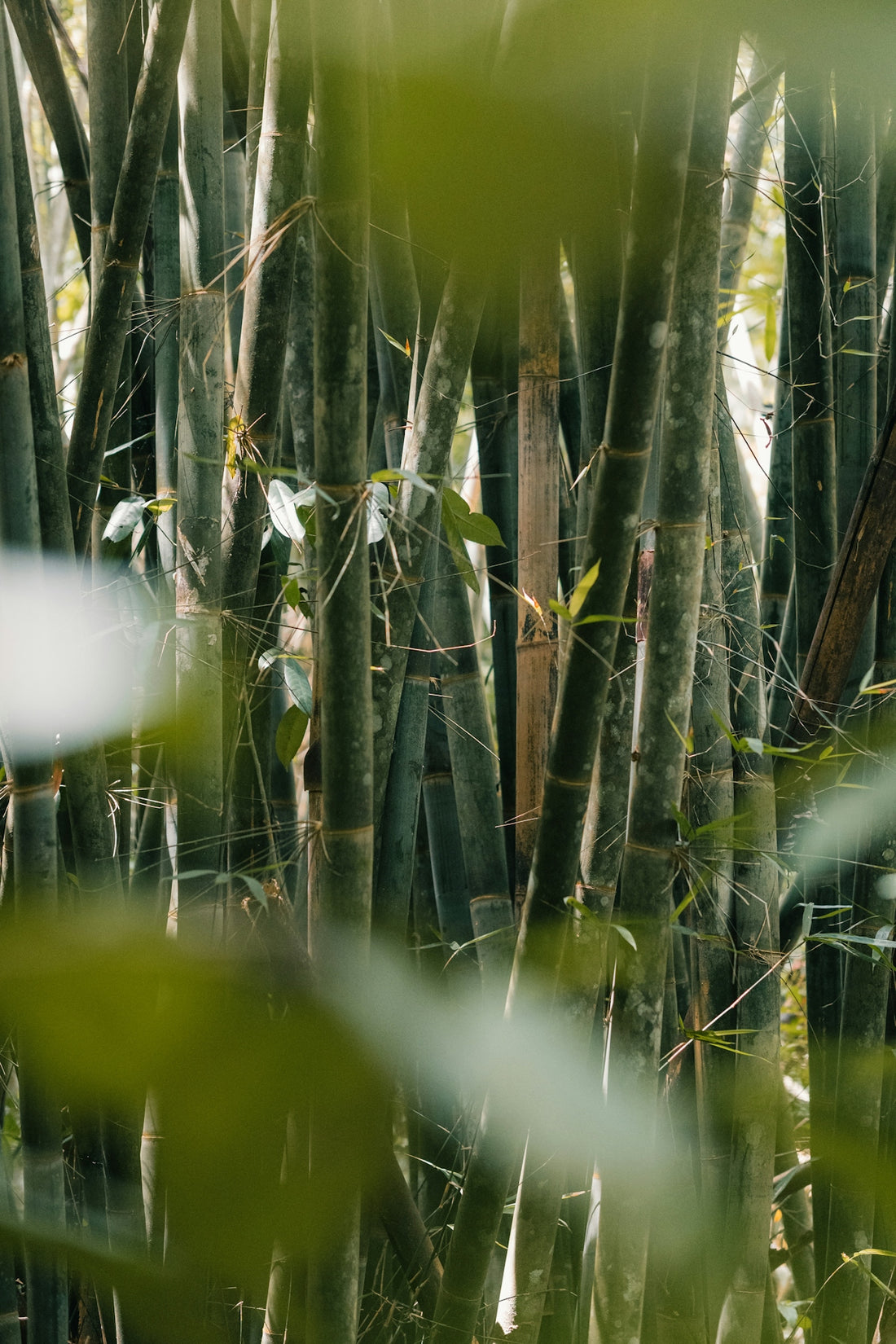 Lush green bamboo forest shown in the photo.
