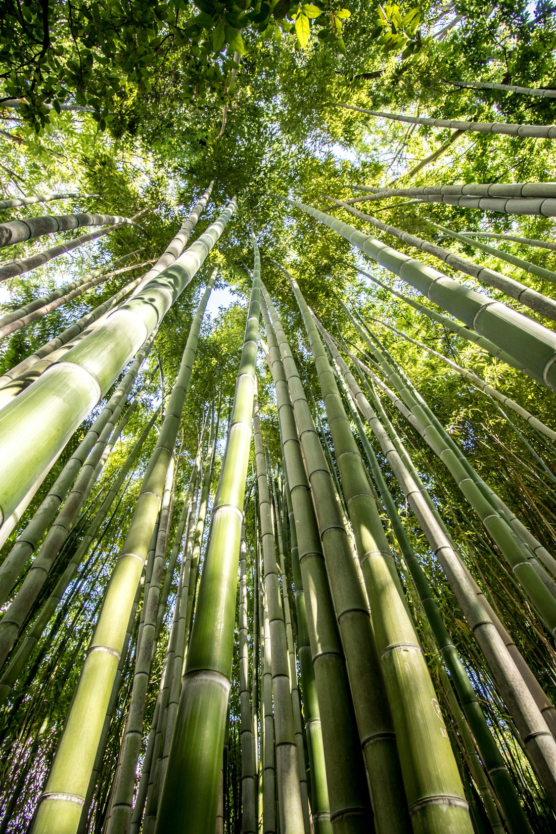 Tall green bamboo stalks reaching towards a lush canopy.