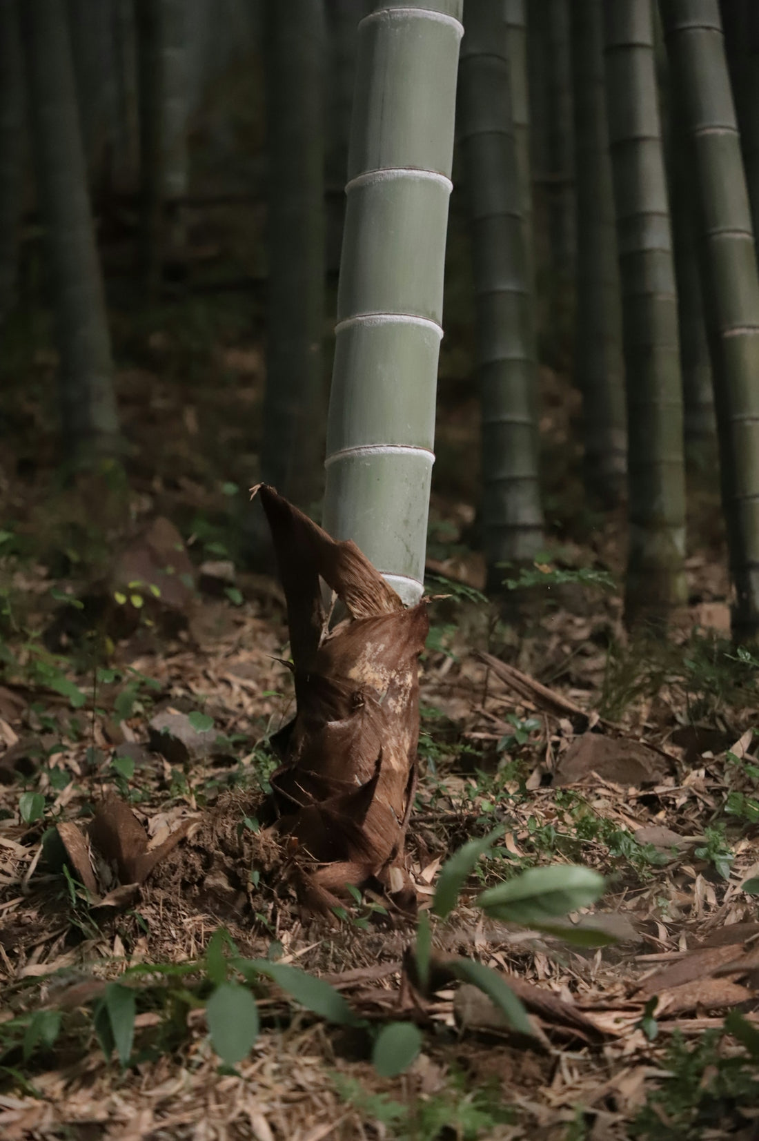 A young bamboo shoot emerging from the forest floor among dry leaves