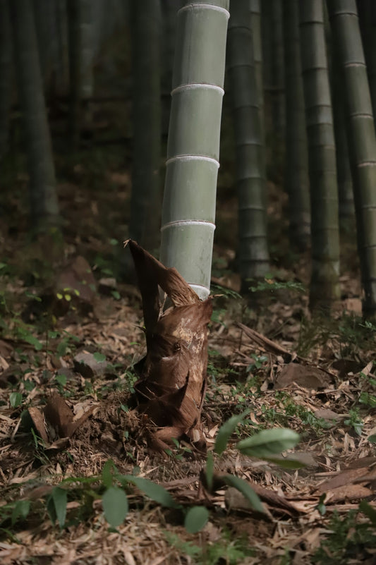 A young bamboo shoot emerging from the forest floor among dry leaves