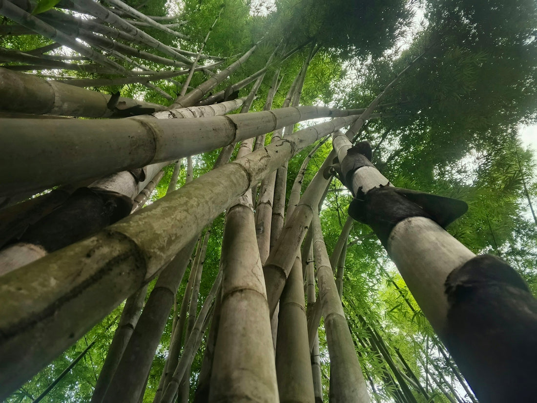 Tall bamboo stalks reaching toward a canopy of green leaves in a forest