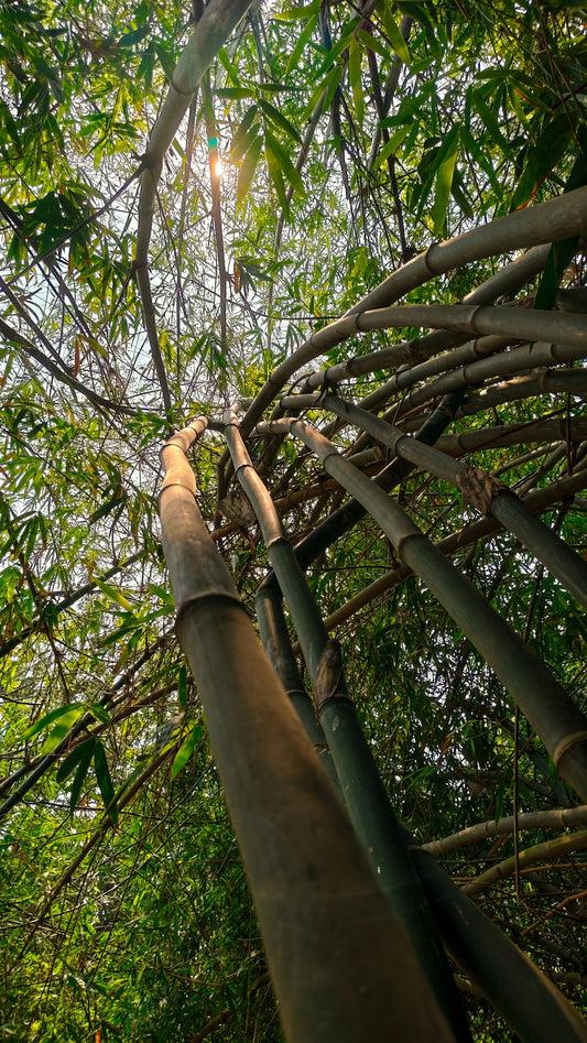 Tall bamboo stalks curving upward toward a bright sunlit canopy of green leaves